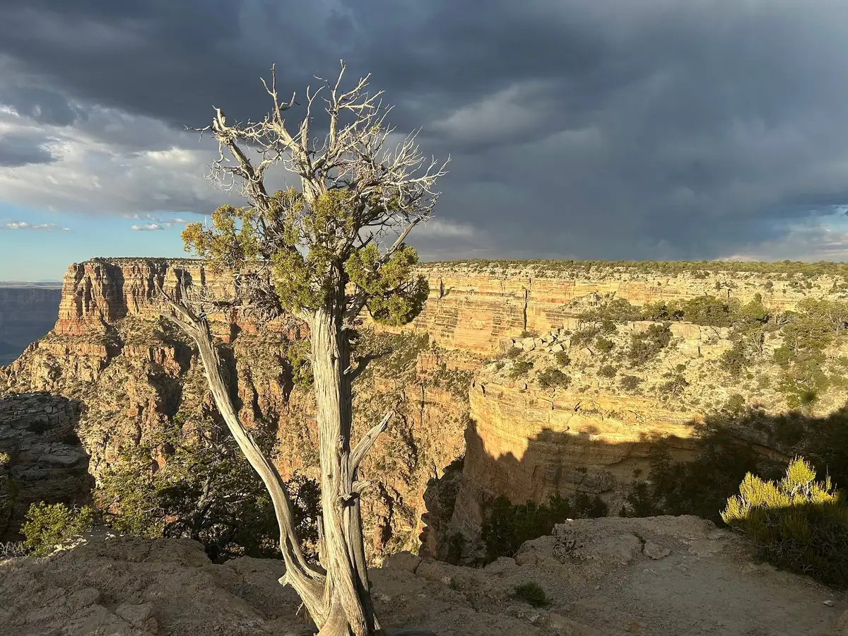 A juniper tree on the edge of the South Rim with the canyon behind